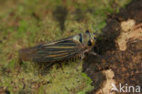 Leafhopper