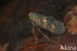 Cicade sp.