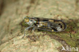 Leafhopper