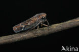 Leafhopper