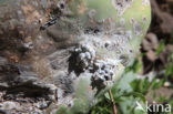 Cochenille luis (Dactylopius coccus)