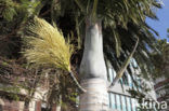 Canary Island date palm (Phoenix canariensis)