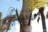 Canary Island date palm (Phoenix canariensis)