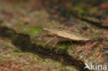 Damselfly Bug (Nabis ferus)