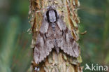 Pine Hawk-moth (Hyloicus pinastri)
