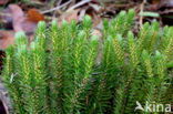 Fir Clubmoss (Huperzia selago)