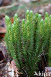 Fir Clubmoss (Huperzia selago)