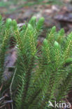Fir Clubmoss (Huperzia selago)