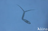 Diplostomum sp.