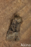 Donker halmuiltje (Oligia latruncula)