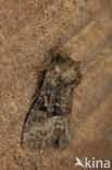 Tawny Marbled Minor (Oligia latruncula)