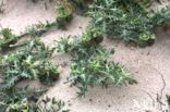 Small Nightshade (Solanum triflorum)