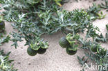 Small Nightshade (Solanum triflorum)