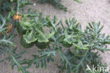 Driebloemige nachtschade (Solanum triflorum)