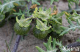 Driebloemige nachtschade (Solanum triflorum)