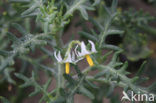 Driebloemige nachtschade (Solanum triflorum)