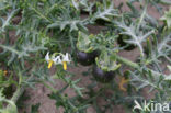Driebloemige nachtschade (Solanum triflorum)