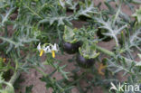 Small Nightshade (Solanum triflorum)