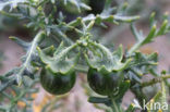 Driebloemige nachtschade (Solanum triflorum)