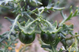 Small Nightshade (Solanum triflorum)