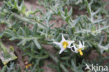 Driebloemige nachtschade (Solanum triflorum)