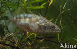 Threespine Stickleback (Gasterosteus aculeatus)