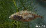 Threespine Stickleback (Gasterosteus aculeatus)