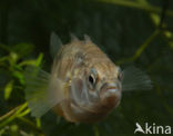 Threespine Stickleback (Gasterosteus aculeatus)