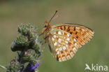 Niobe Fritillary (Argynnis niobe)