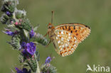 Duinparelmoervlinder (Argynnis niobe) 