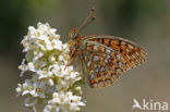 Duinparelmoervlinder (Argynnis niobe) 