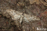 Dwarsbanddwergspanner (Eupithecia subumbrata)