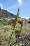 Echte Aloe (Aloe vera)