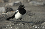 Black-billed Magpie (Pica pica)