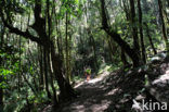 El Cedro