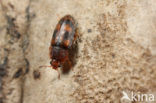 Epuraea unicolor