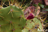 erect pricklypear (Opuntia dillenii)