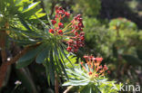 Euphorbia atropurpurea