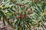 Euphorbia atropurpurea