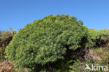 Euphorbia bravoana (IUCN red list