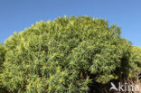 Euphorbia bravoana (IUCN red list