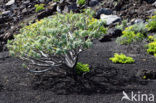Euphorbia bravoana (rode lijst IUCN