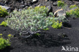 Euphorbia bravoana (rode lijst IUCN