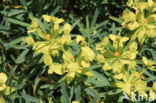 Euphorbia obtusifolia