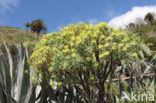 Euphorbia obtusifolia