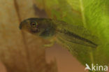 European Tree Frog (Hyla arborea)