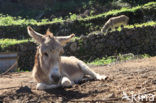 Donkey (Equus asinus)