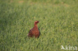 Ring-necked Pheasant (Phasianus colchicus)