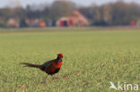 Ring-necked Pheasant (Phasianus colchicus)