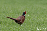 Ring-necked Pheasant (Phasianus colchicus)